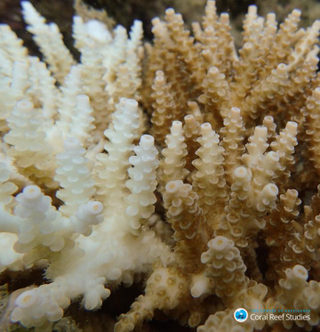 This is how corals respond to low-salinity levels.